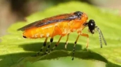 Буба пилула: видови и начини на борба